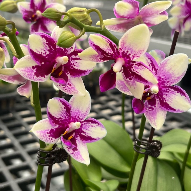 2.5寸 紫钻-开花株 少根叶瑕 原生后代趣味兰