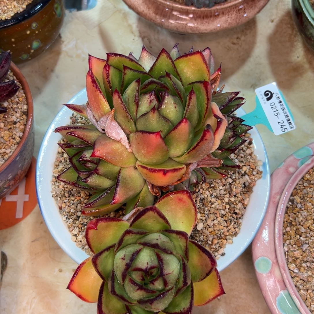 多肉一物一拍0215-245