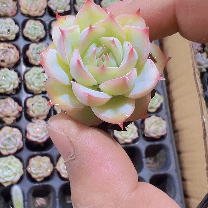 法兰西玫瑰精品多肉植物