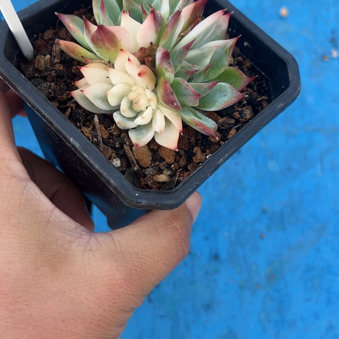 吉娃娃锦群多肉植物