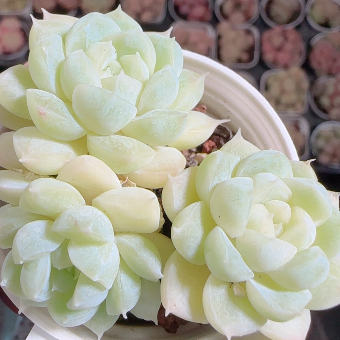花语多肉1218-183散