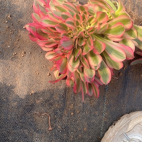 833鲸落多肉法师缀化