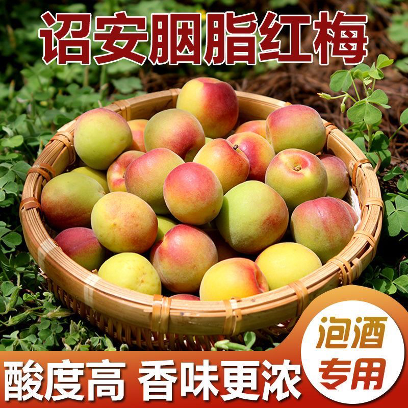 【高山胭脂梅】诏安胭脂红梅鲜果新鲜现摘酸脆泡酒梅子水果1/5斤