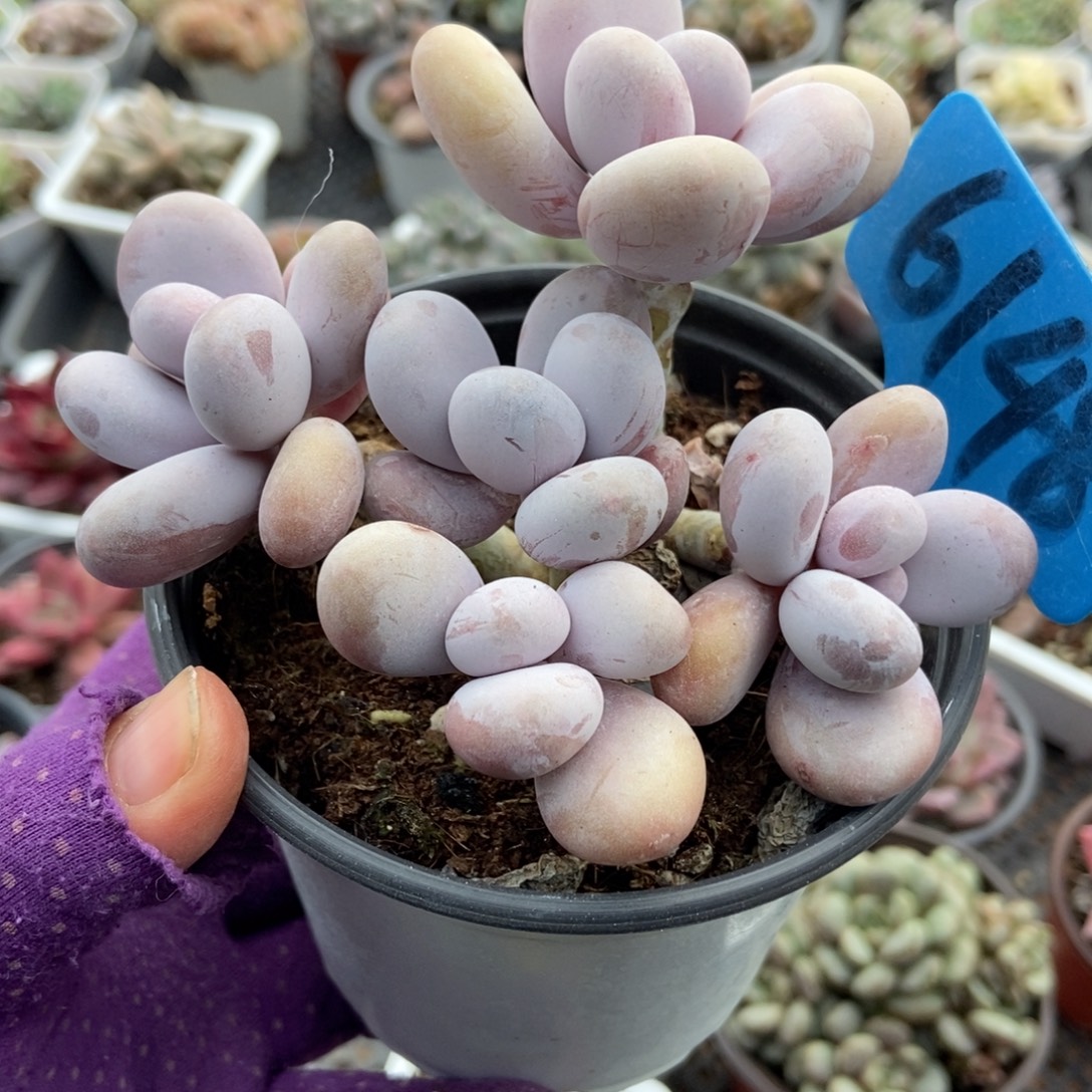 6148蛋黄奶酪多肉植物