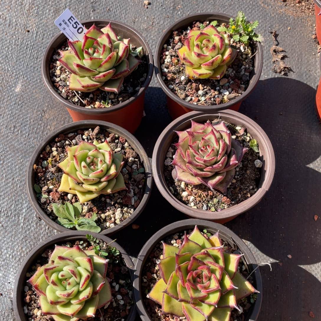 无花朵若如东云组拍E501