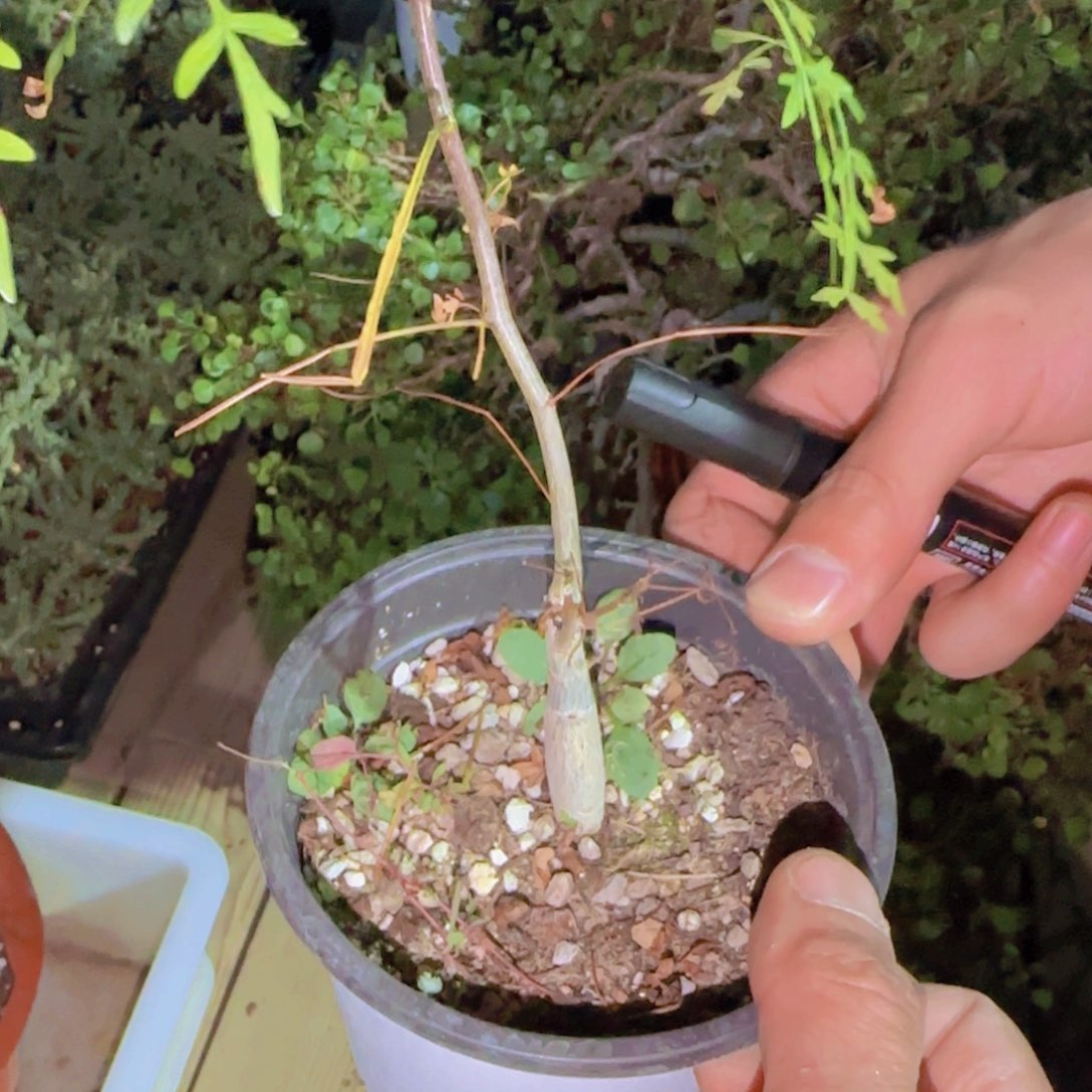 w***s块根植物块根植物