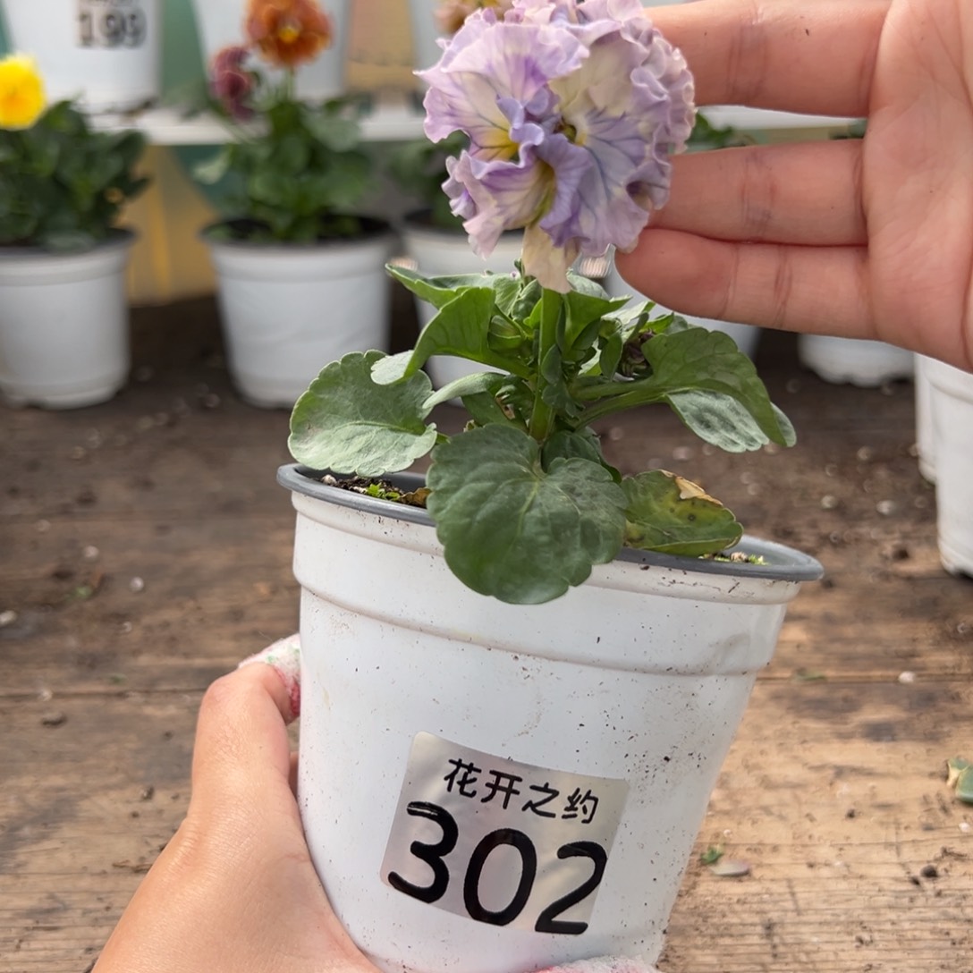 【闪购商品】完全开放302号苗小