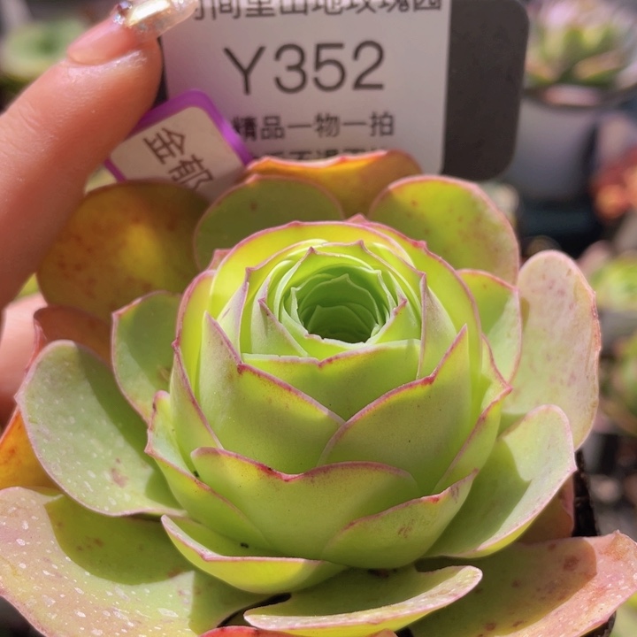 金郁玫瑰一物一拍352
