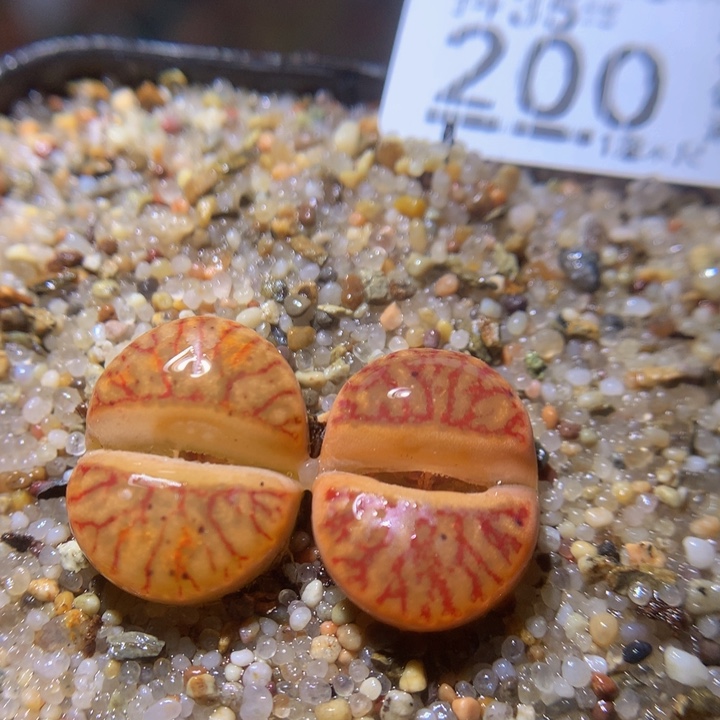 精品生石花35.200