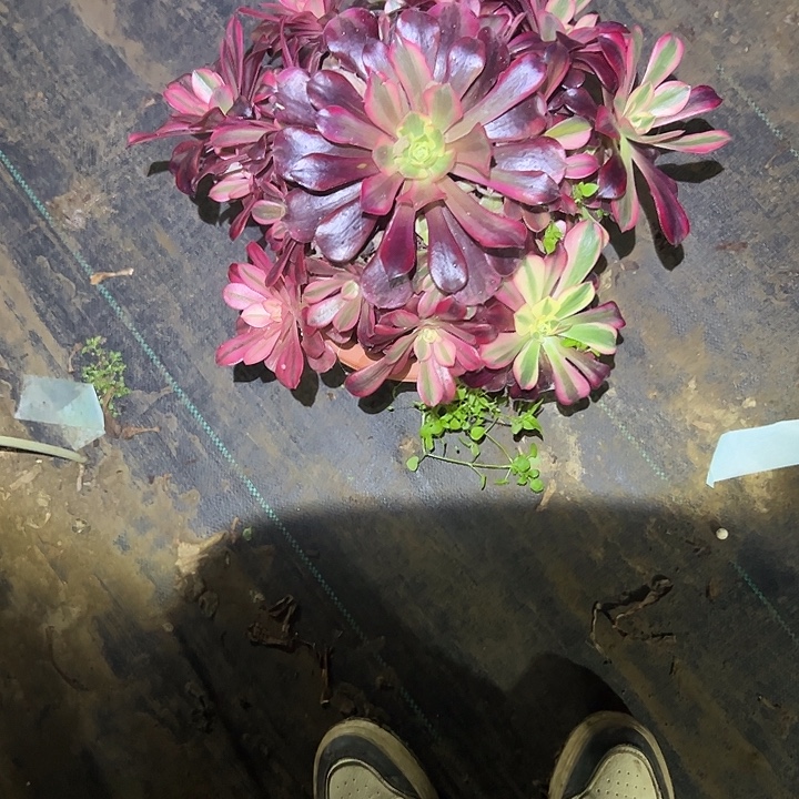 一单包邮不包侧枝32