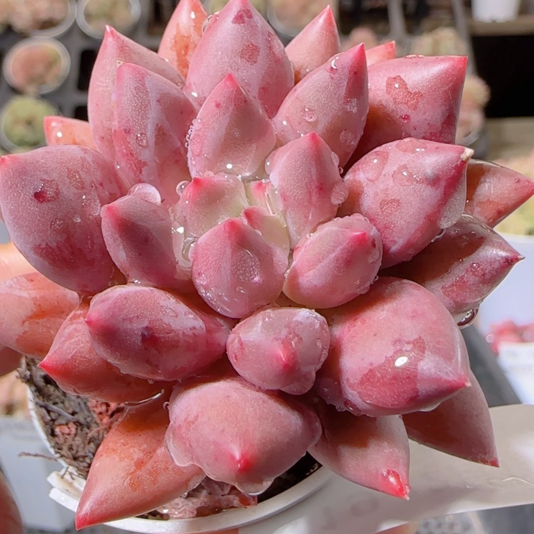 花语多肉1211-119红蜻蜓