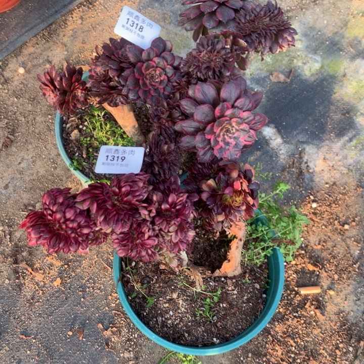 ?****?1318.1319美肌缀多肉植物