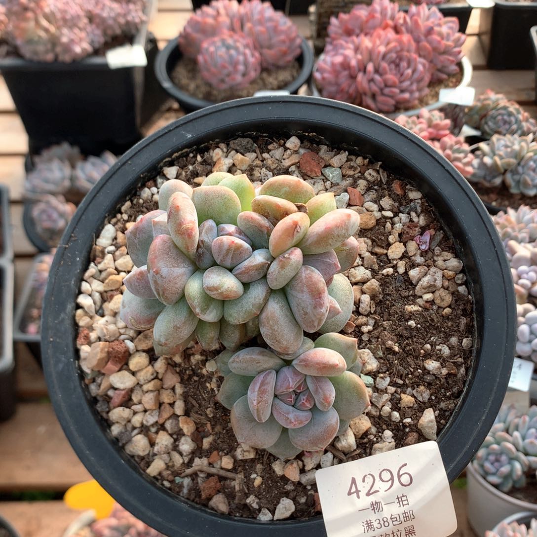 8.8厘米胸花绿底五头石榴籽朵朵 4296