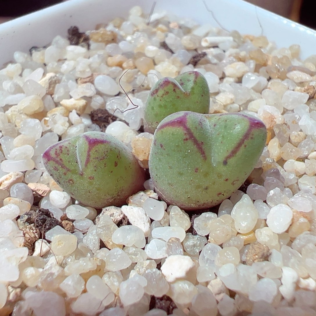 1230-392多肉多日红边猪蹄