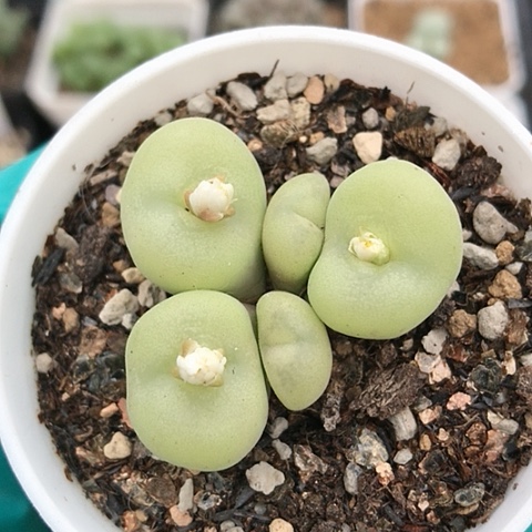 多肉肉锥 空卡佛