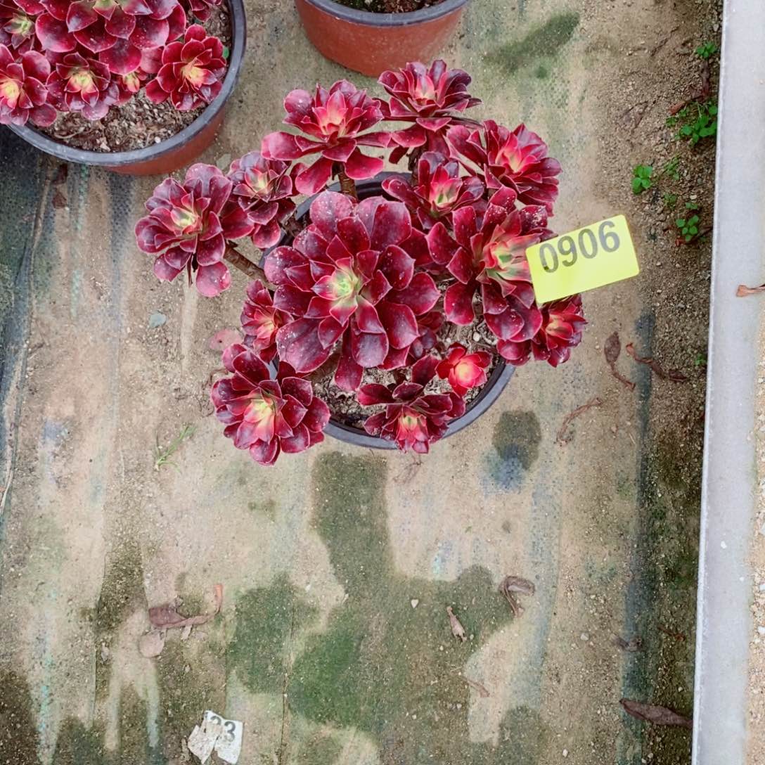 *****美杜莎0906多肉法师