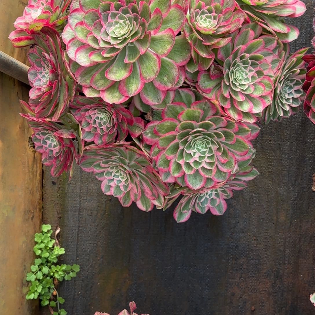 放***哥云南多肉植物孔雀翎