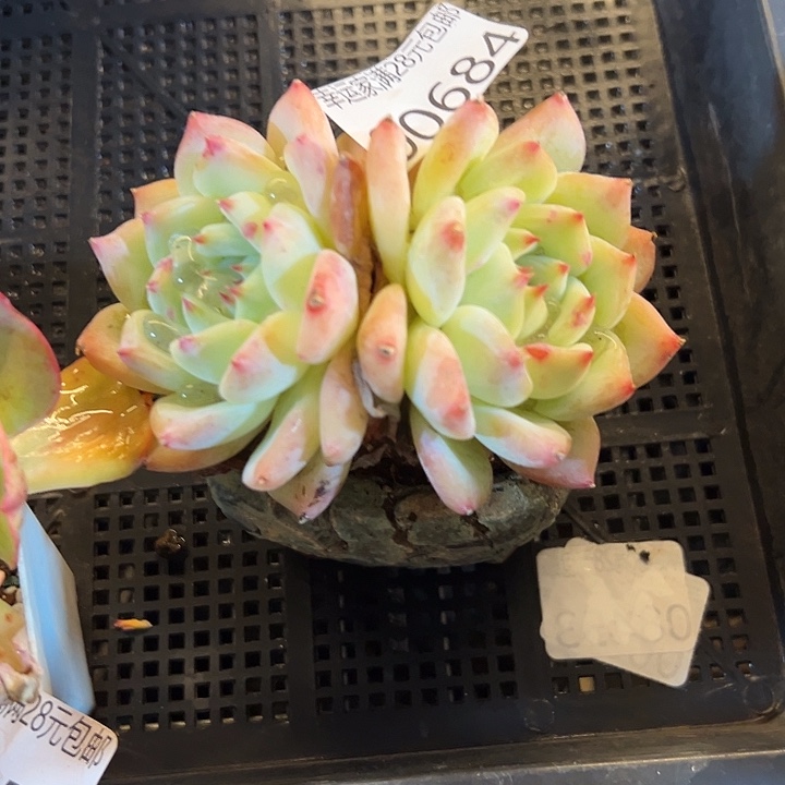 幸运的是我还没遇到过幸运