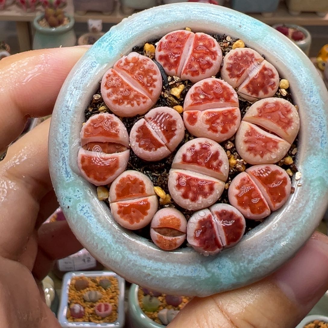 多肉植物79号红窗