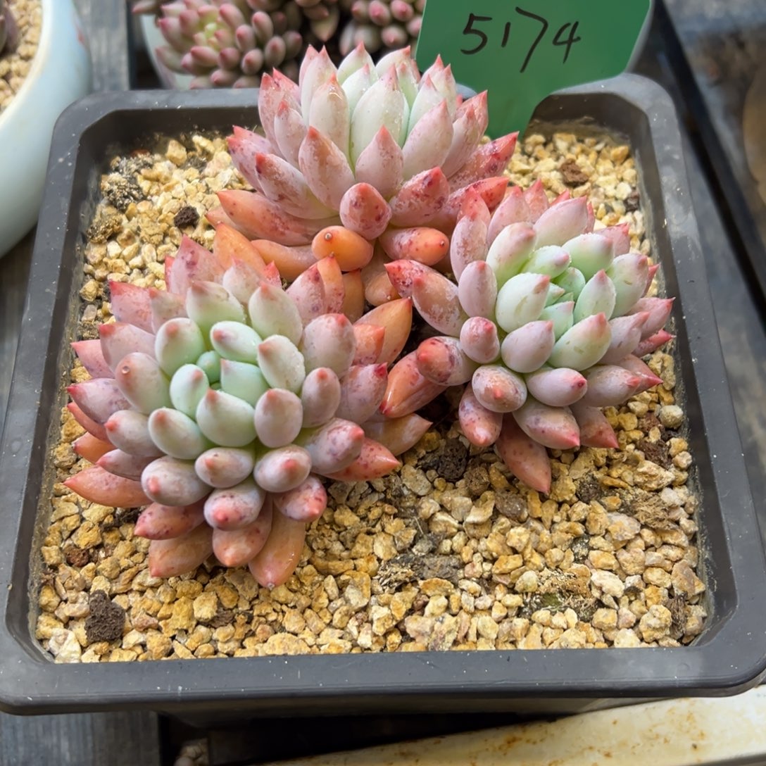 岁***好所罗门5174号一物一拍