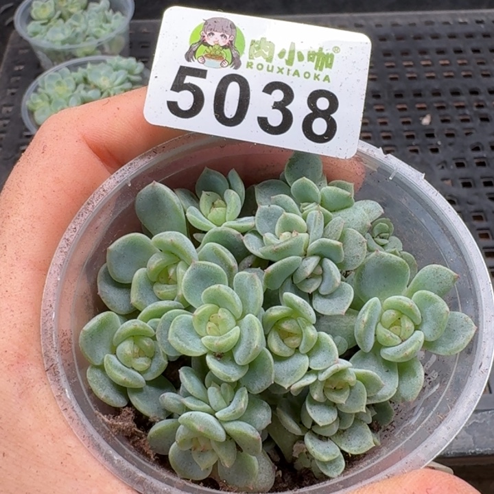 多肉植物多肉植物