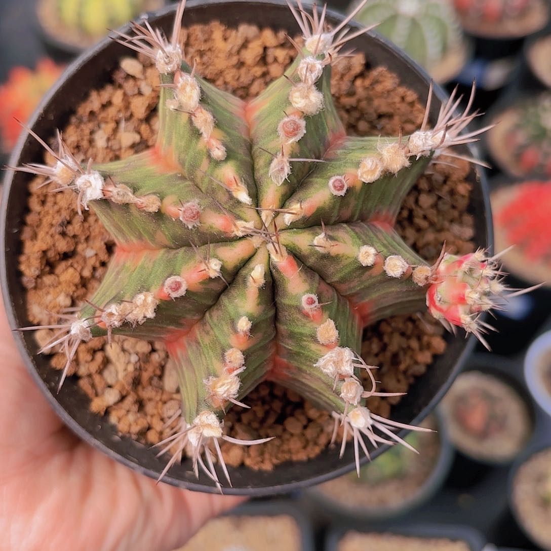 实生母本仙人球15号