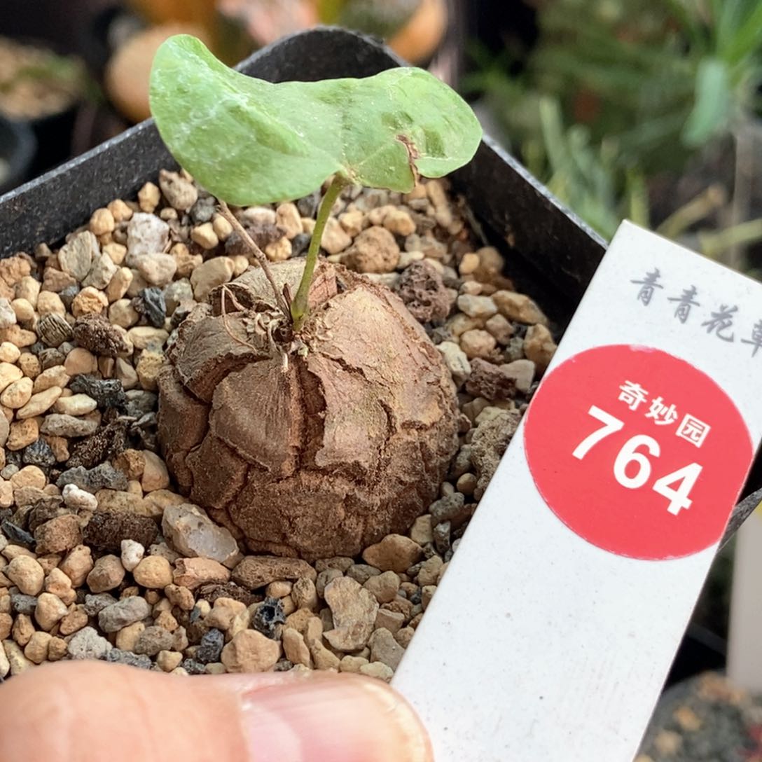 龟甲龙2.7cm一棵仙人球