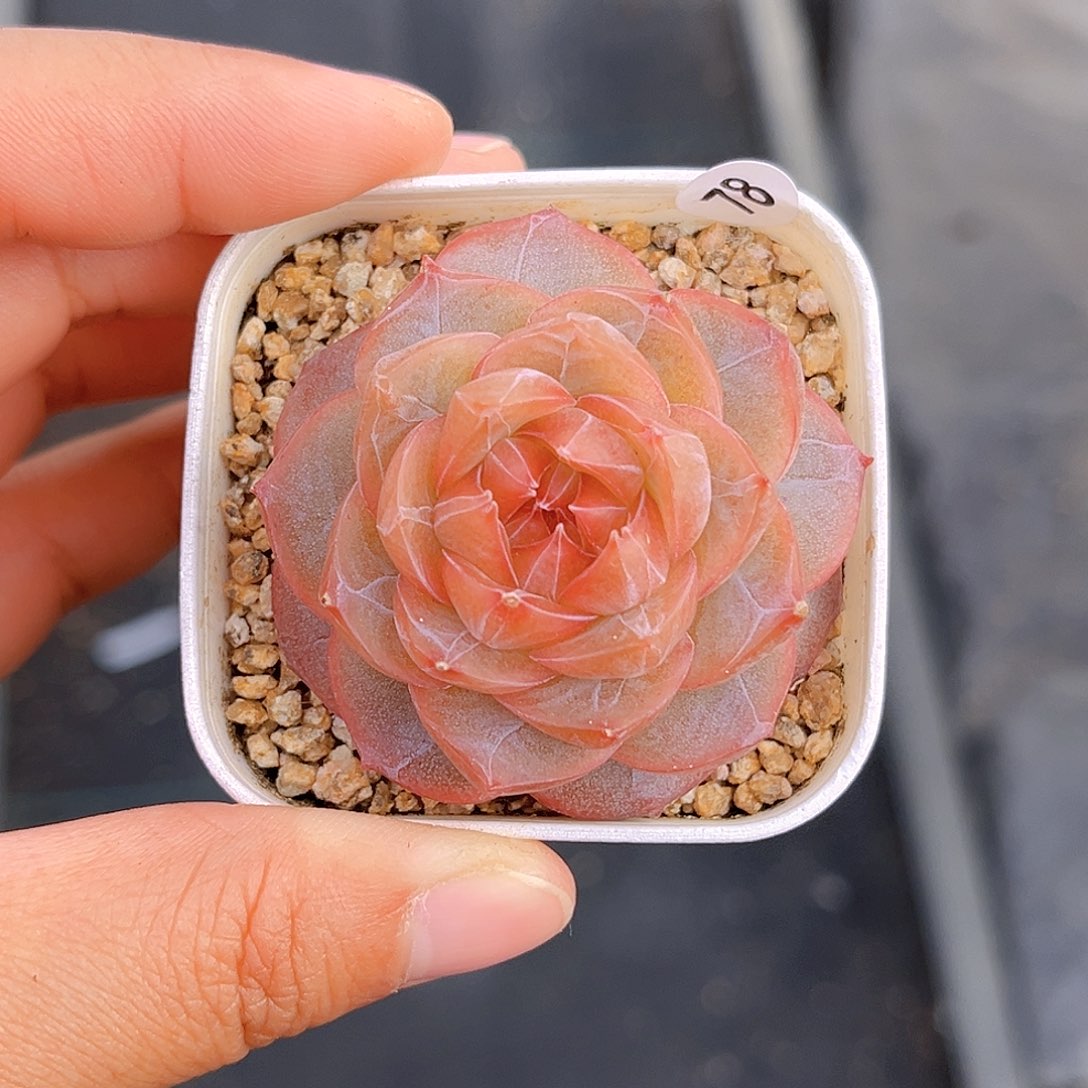 78  新品珍妮满18包邮