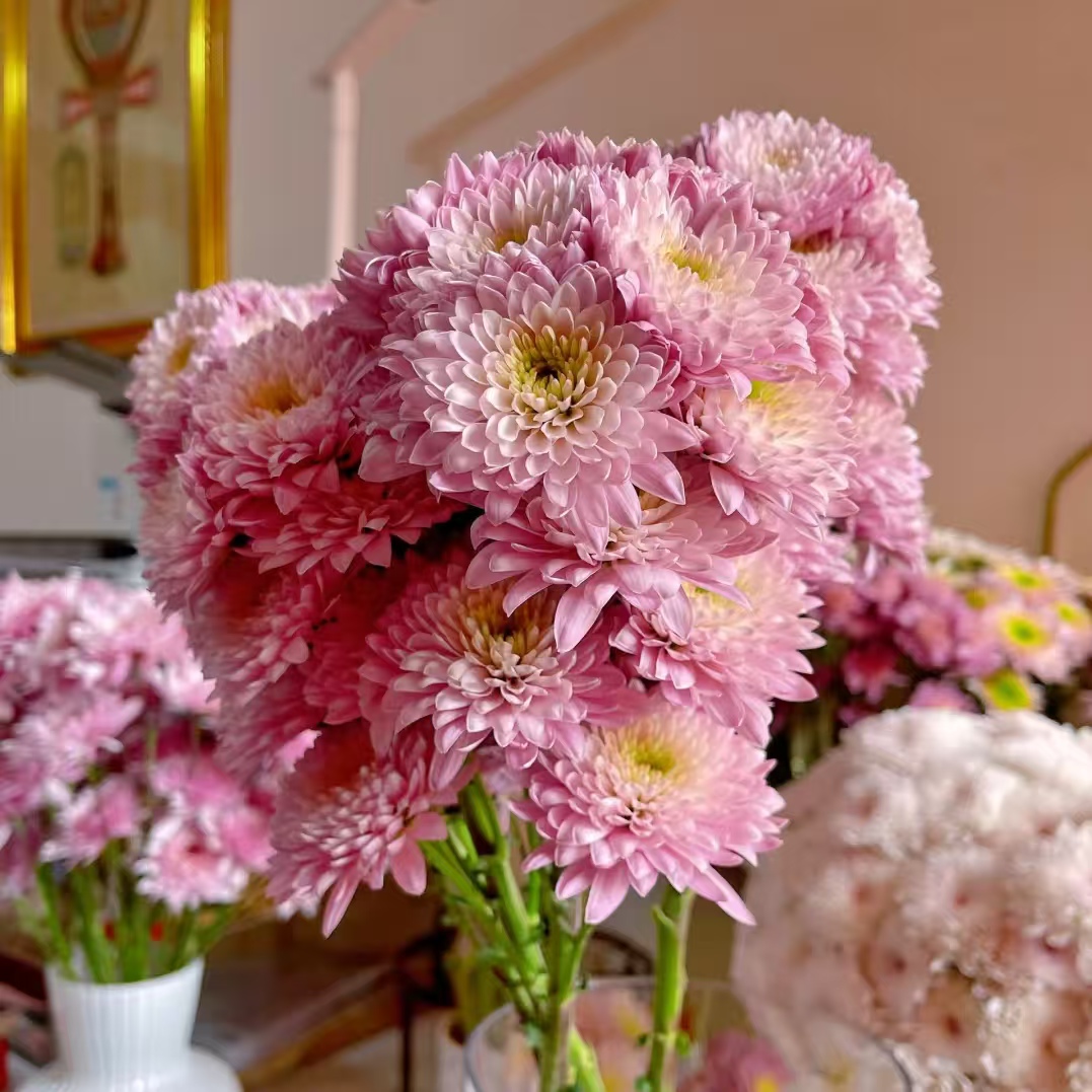 [金羽绘粉小菊  家居办公鲜花]不单拍，加购款单拍不售后