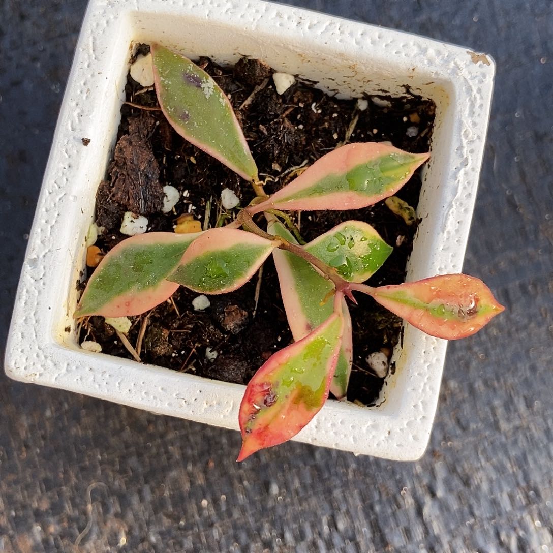 完全开放巴克恩外锦