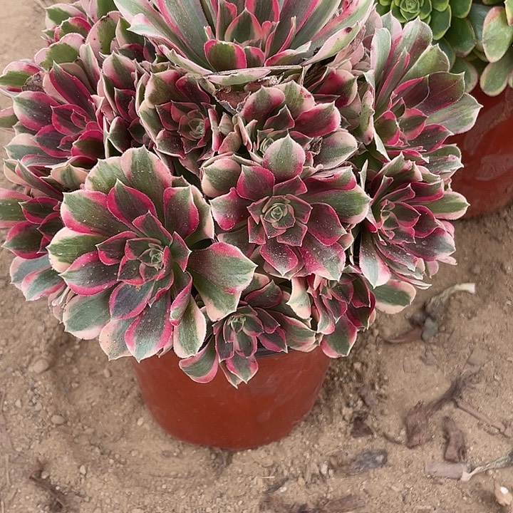 无花朵965粉女郎多肉植物