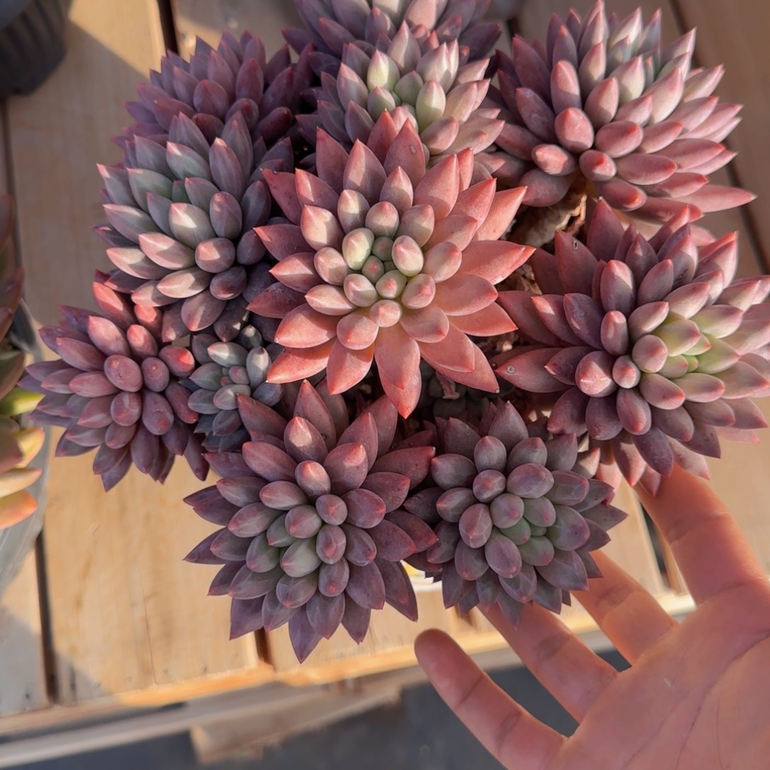 茉***花多肉植物多肉多肉多肉