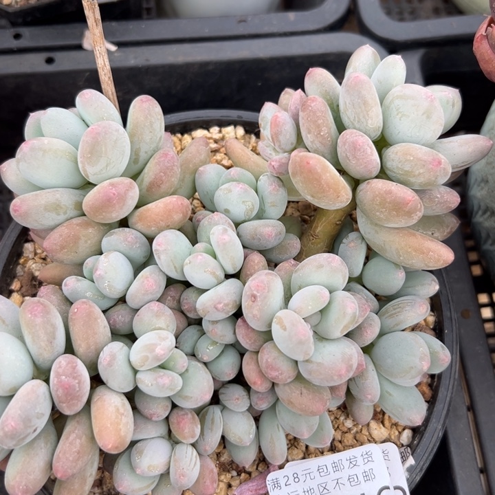 幸运的是我还在努力幸运