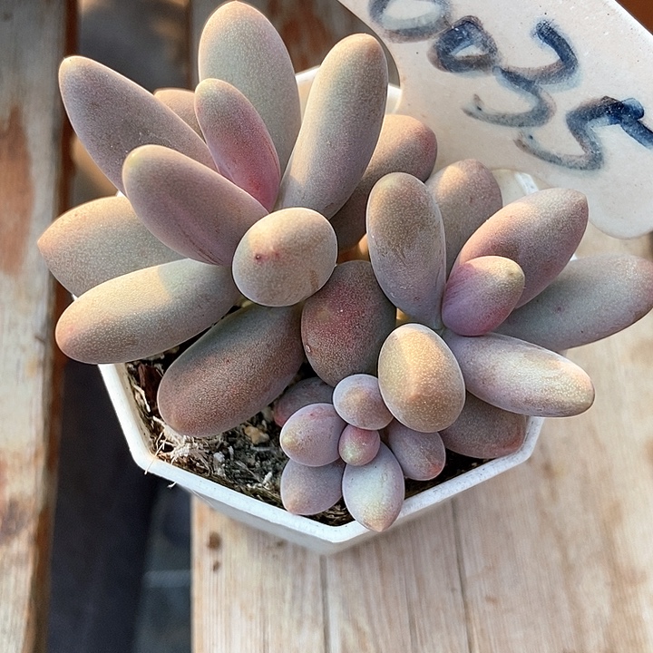 多肉植物糖果美人6035