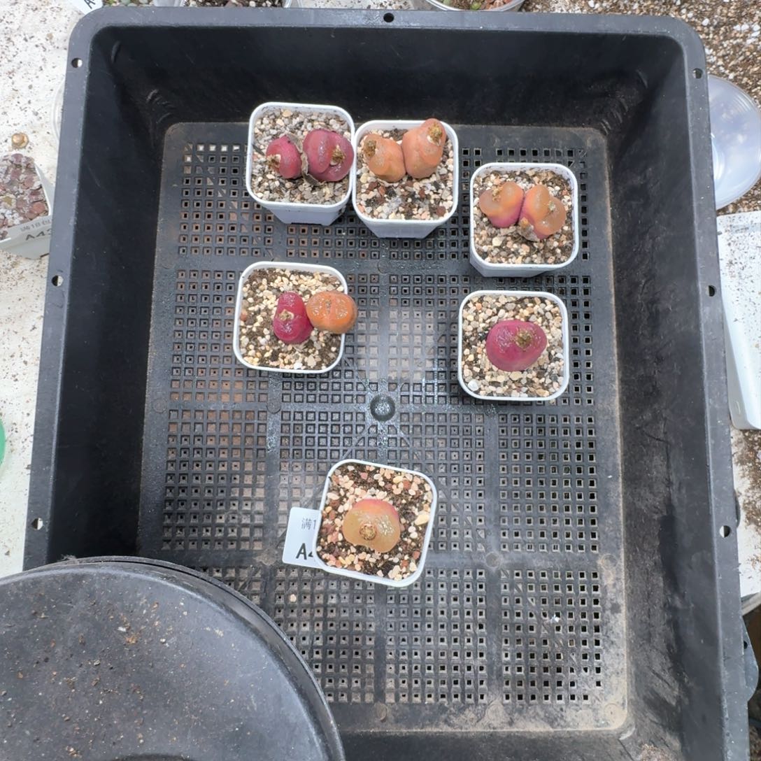 哒*哒A443。 毛毛7颗好看