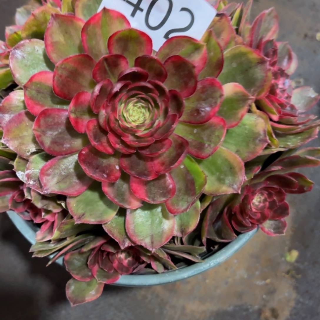 哈哈多肉葡萄福利来402