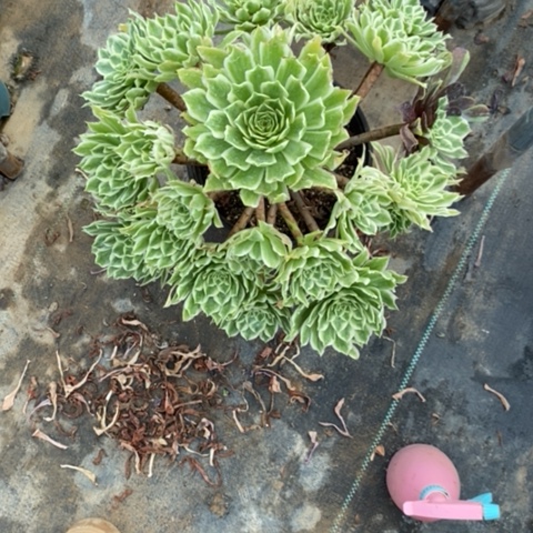 碧浪7多肉植物法师