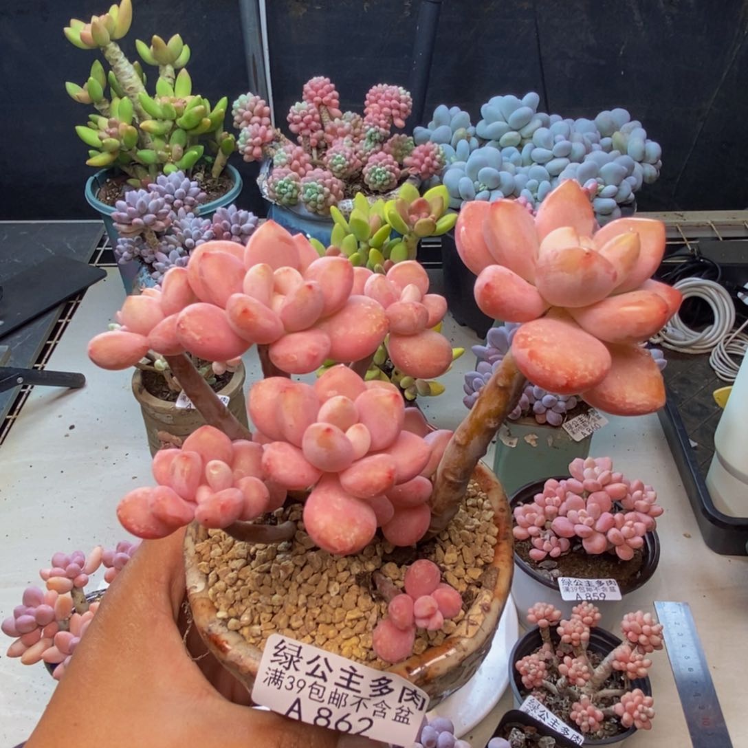 862樱花洛神多肉9