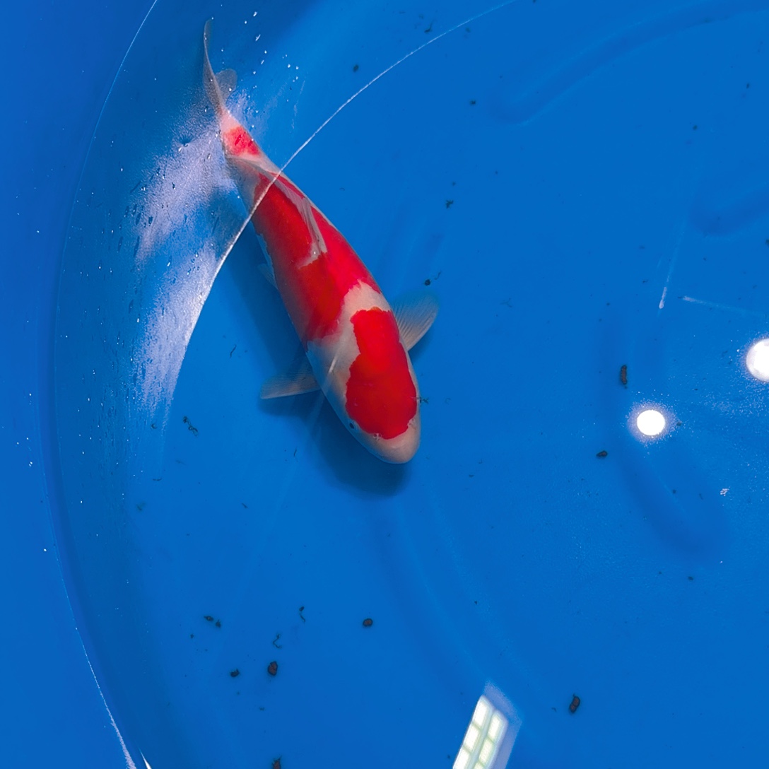 锦鲤红白专拍链接