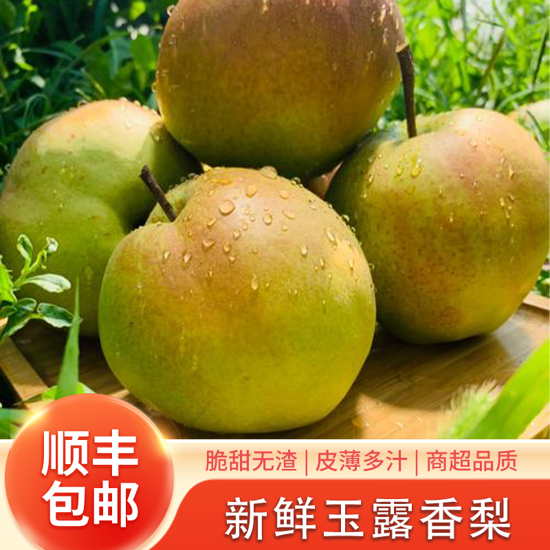 【特惠尝鲜~6颗装】正宗山西玉露香梨（带果绣、不影响口感、介意勿拍）