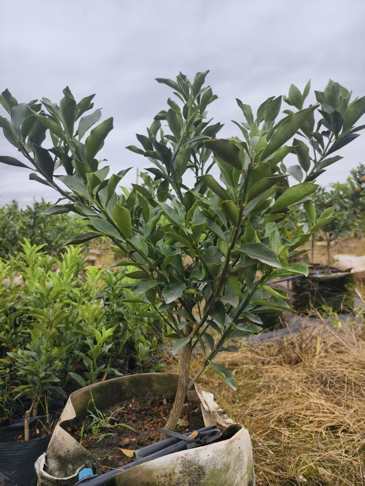 一物一拍地栽盆栽