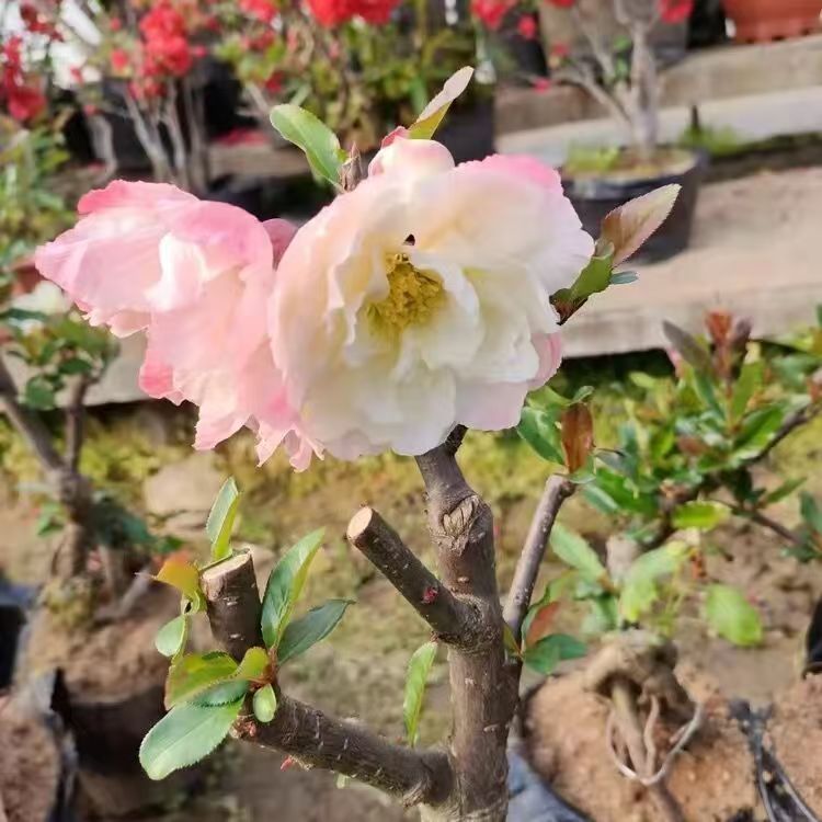 海棠花老桩盆景四季开花耐寒花卉南北方均可种植