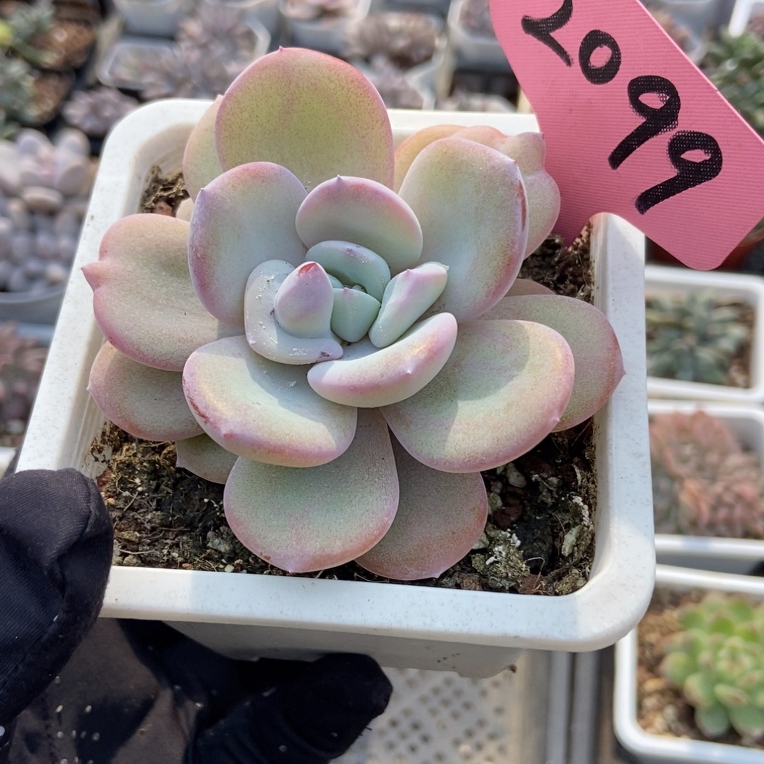 2099奶茶多肉植物