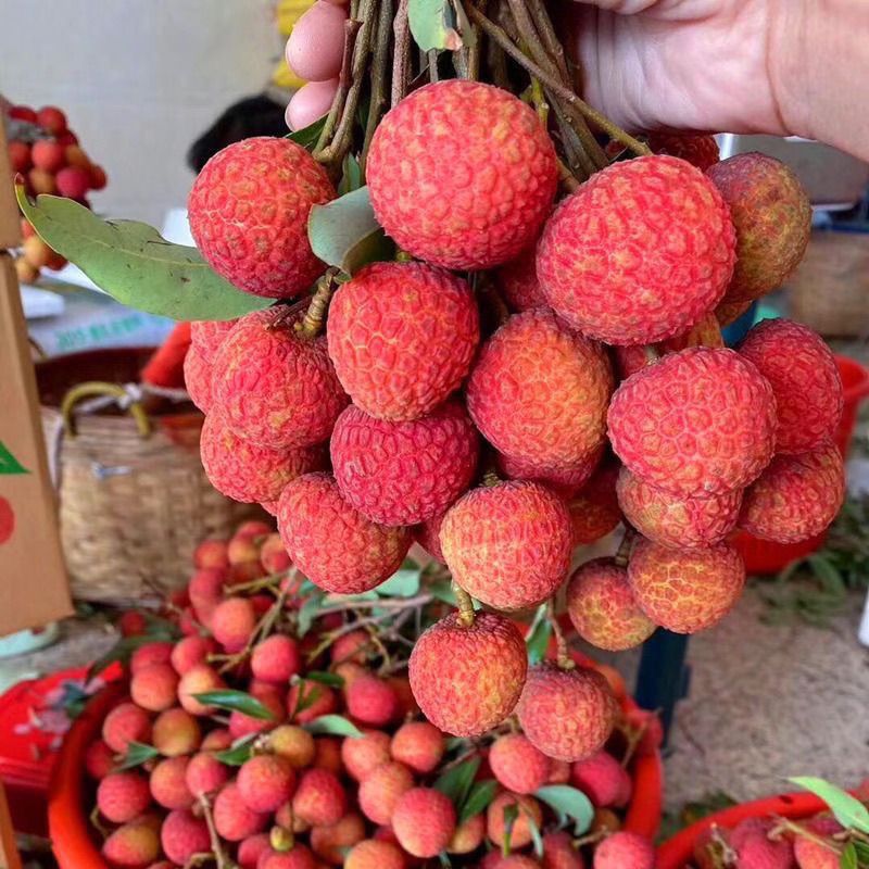 【果园速发】荔枝新鲜现摘现发乌叶黑叶荔枝白糖罂当季水果整箱6斤