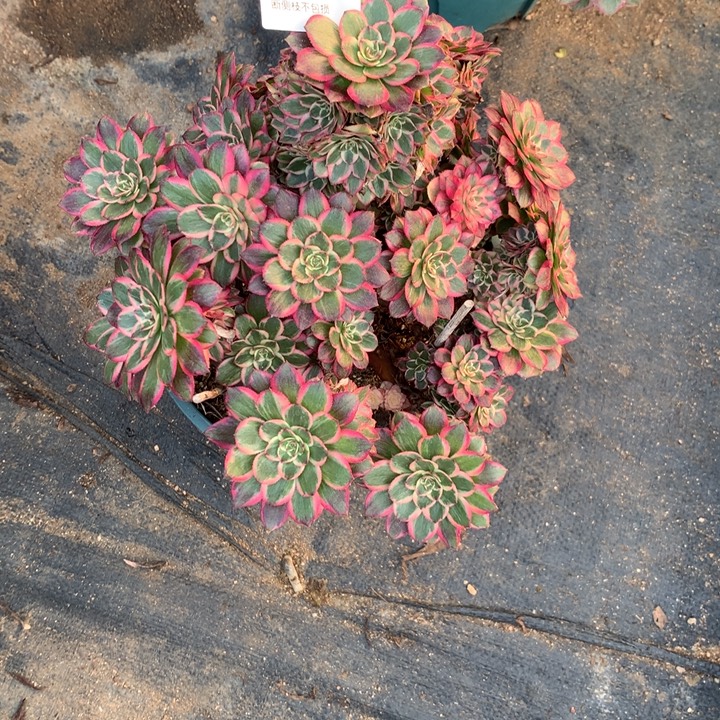 392孔雀翎多肉植物特价