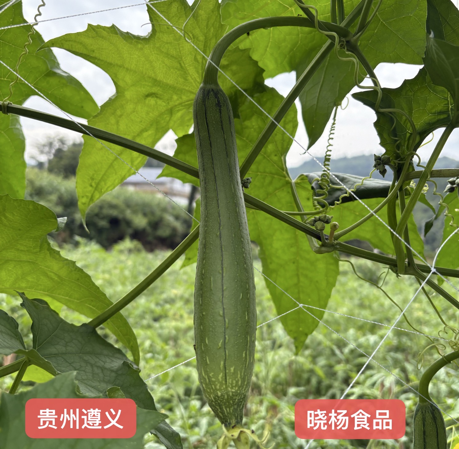 贵州遵义农家种植本地丝瓜露天农家肥种植老品种丝瓜新鲜现摘现发
