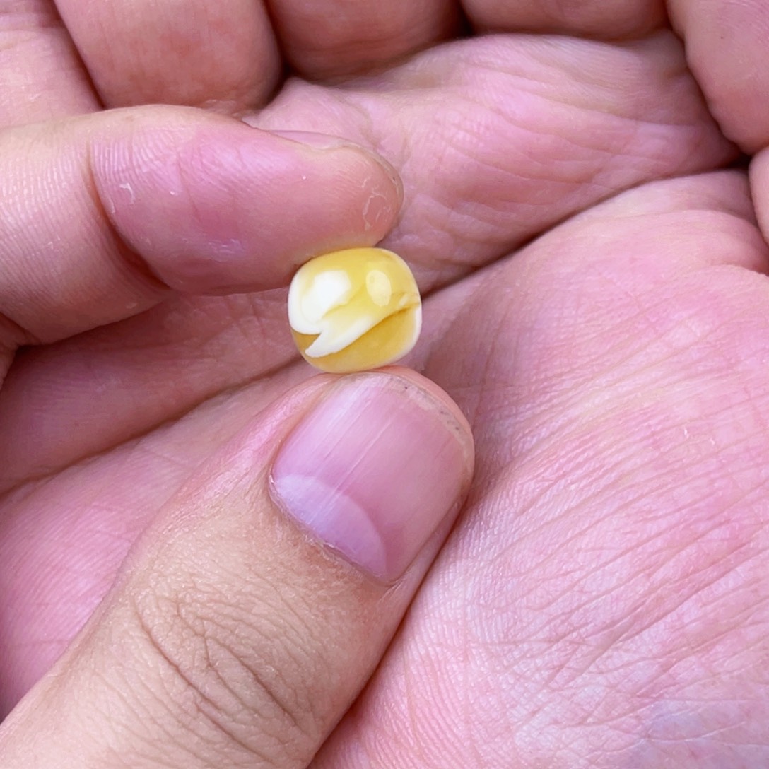 琥珀珠宝奇石未镶嵌往**风