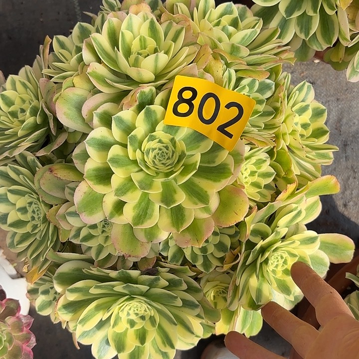 多肉植物心尼亚802