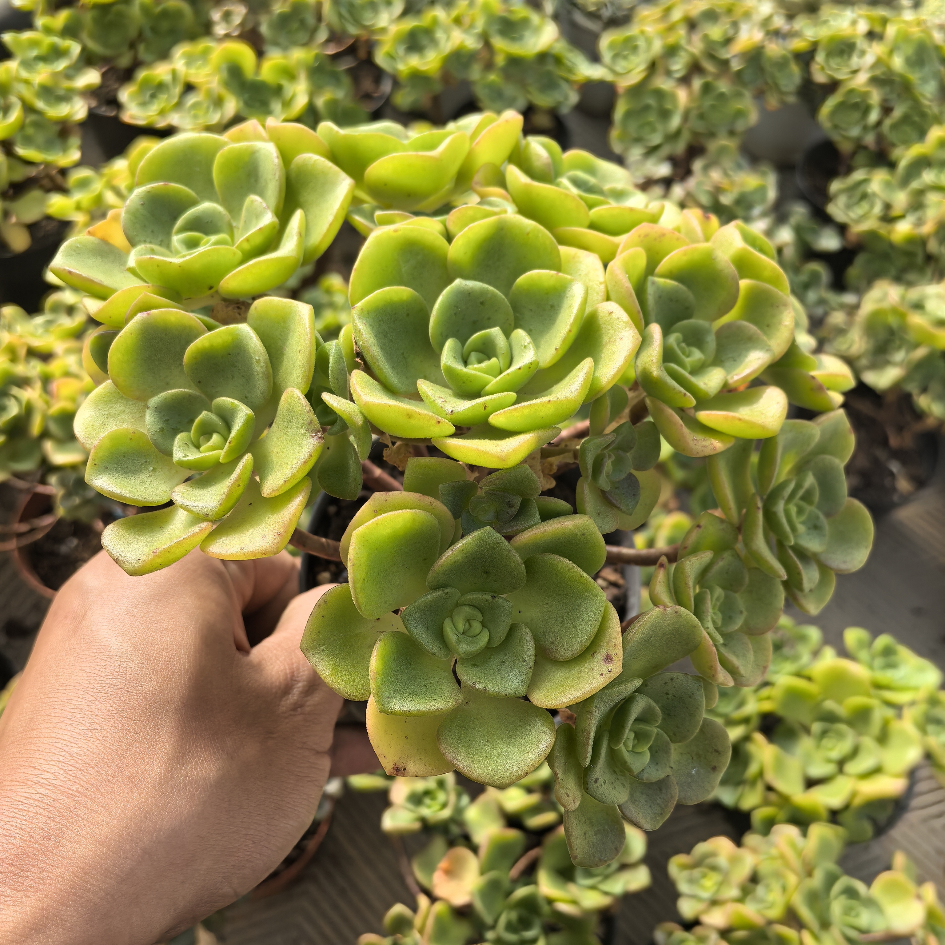 ynbhll百合莉莉精品多肉老桩玫瑰鸡蛋碧桃整桩无砍好养净化空气