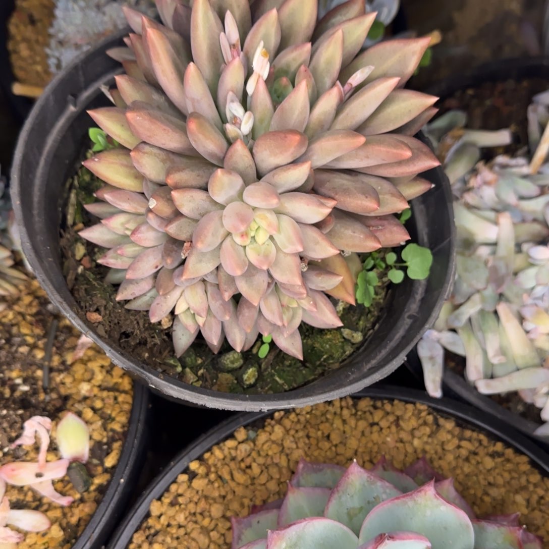 多肉植物多肉植物